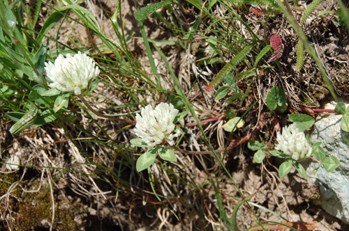 Schnee-Rot-Klee / Trifolium pratense ssp. nivale