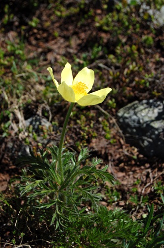 Schwefel-Anemone / Pulsatilla alpina ssp. apiifolia