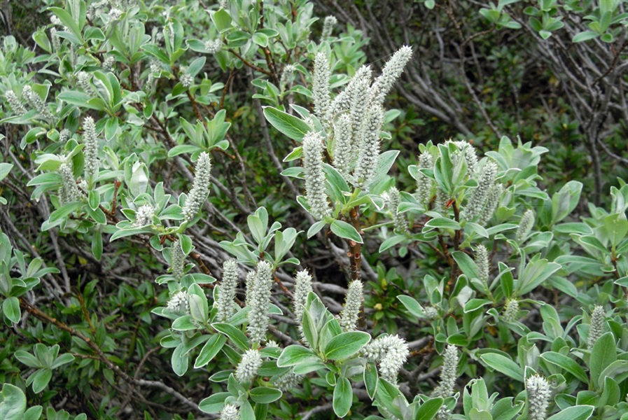 Saule glauque / Salix glaucosericea