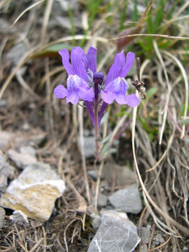 Jura-Leinkraut / Linaria alpina ssp.petraea