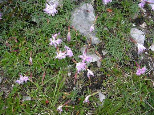 Oeillet de Sternberg / Dianthus sternbergii