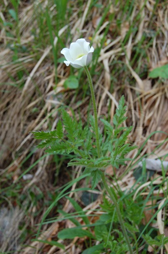 Pulsatille des Alpes méridionales / Pulsatilla alpina ssp.austroalpina
