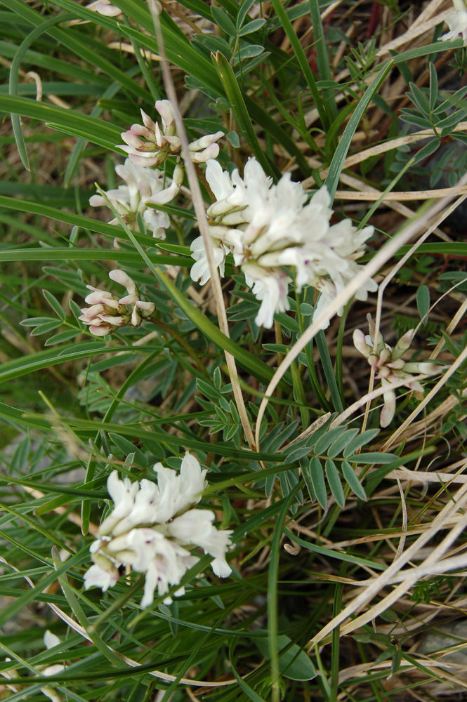  / Astragalus australis