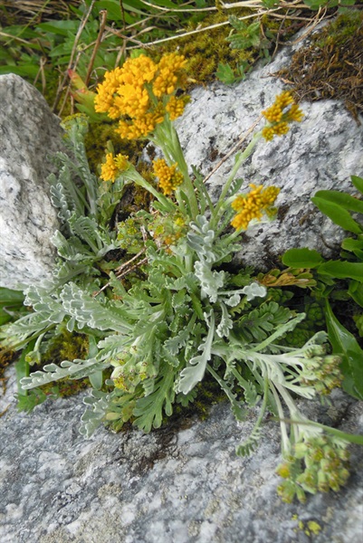 Insubrisches Greiskraut / Senecio incanus ssp. insubricus