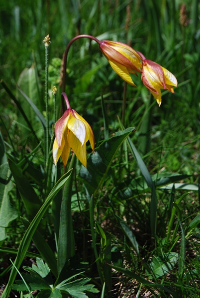Südliche Weinberg-Tulpe / Tulipe sylvestris ssp. australis