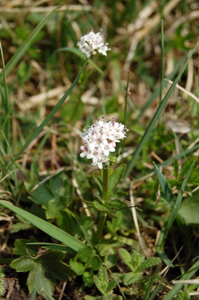 Marsh Valerian / Valeriana dioica