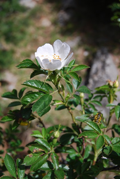 Tannen-Rose / Rosa abietina