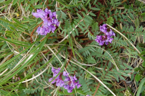 Tiroler Tragant / Astragalus leontinus