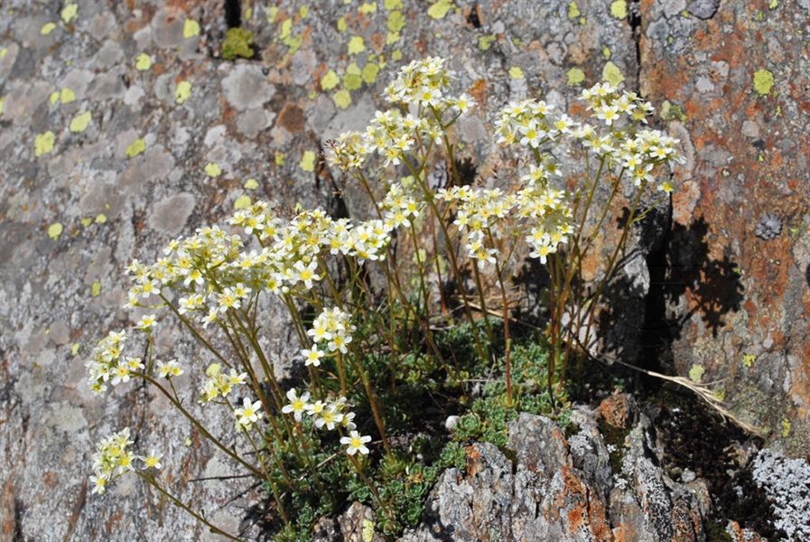 Sassifraga alpina / Saxifraga paniculata