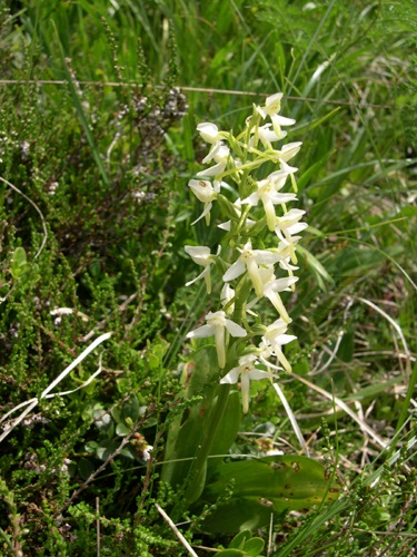 Lesser Butterfly-orchid / Platanthera bifolia