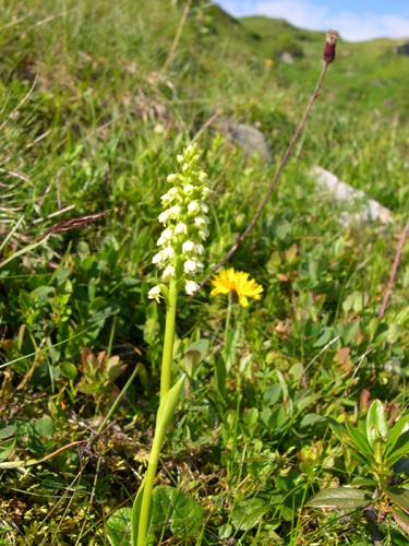 Small-white Orchid / Pseudorchis albida