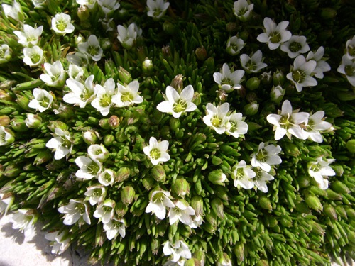 Minuartie à deux fleurs / Minuartia biflora