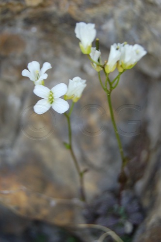 Arabette naine / Arabis bellidifolia