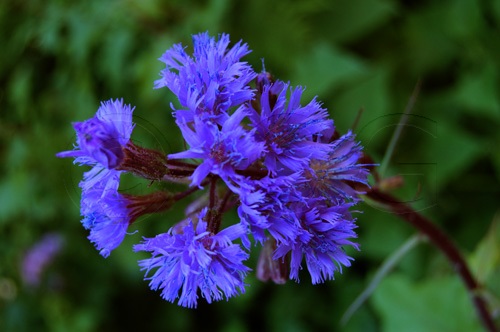 Cicerbita violetta / Cicerbita alpina
