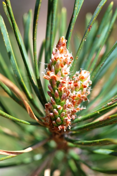 Aufrechte Bergföhre / Pinus mugo ssp. uncinata
