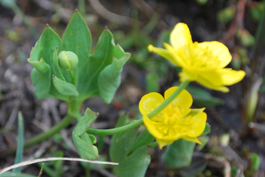 Renoncule hybrife / Ranunculus hybridus