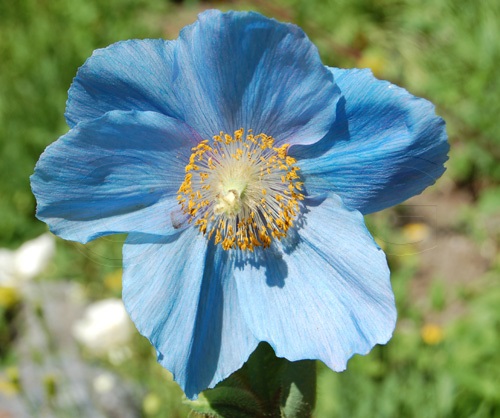 Blue Poppy / Meconopsis betonicifolia