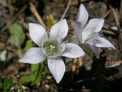 Rätischer Enzian / Gentiana germanica ssp.rhaetica