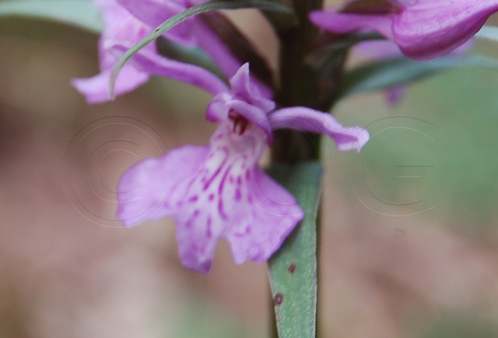 Dreizähniges Knabenkraut / Orchis tridentata (Foto: Manfred Harant)