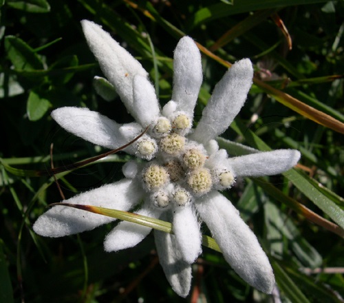 Edelweiss, Stella alpina / Leontopodium alpinum