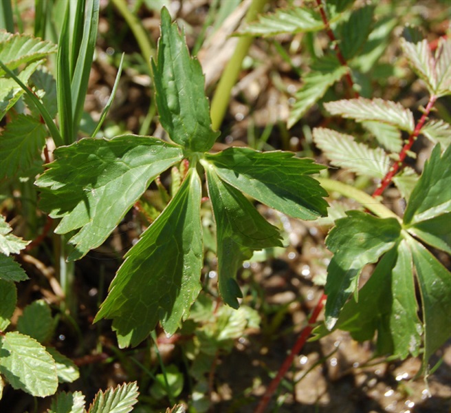 Eisenhutblättriger Hahnenfuss / Ranunculus aconitifolius
