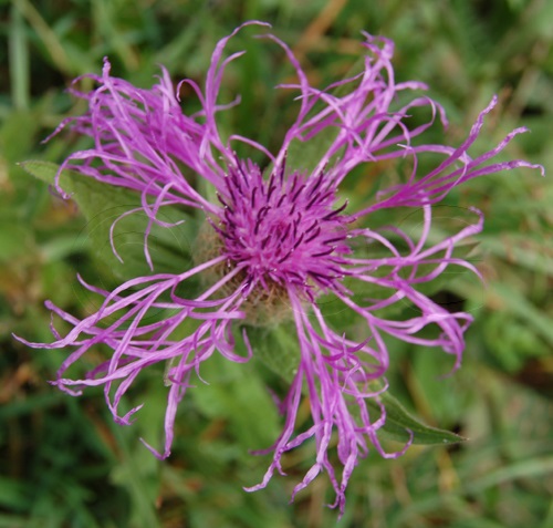 / Centaurea nervosa