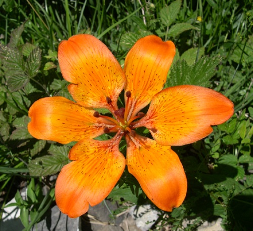 Orange Lily / Lilium bulbiferum ssp.croceum
