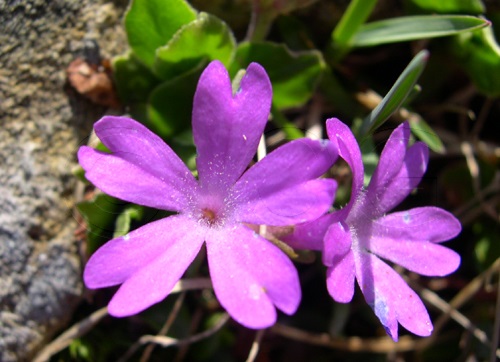 Primula a folglie intere / Primula integrifolia