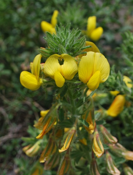 Bugrane jaune / Ononis natrix