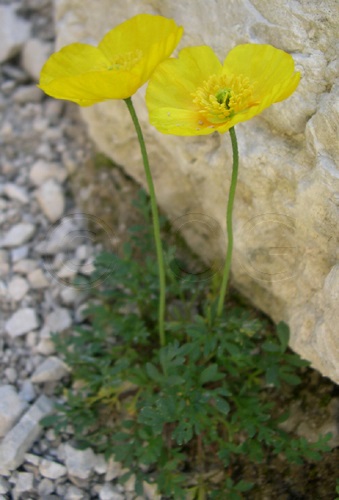 Yellow Alpine Poppy / Papaver aurantiacum