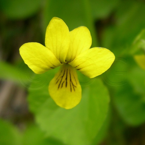 Viola montana gialla / Viola biflora