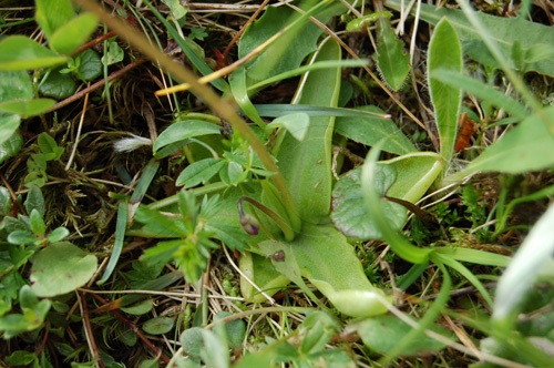 Common Butterwort / Pinguicula vulgaris