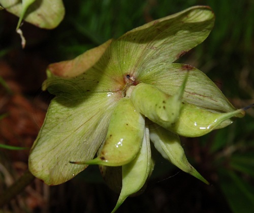 Rose de noël / Helleborus niger