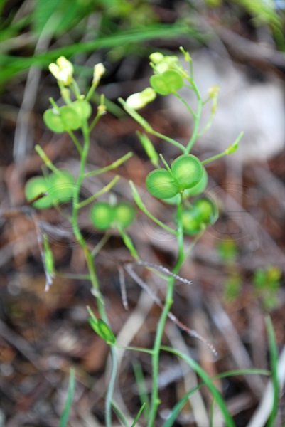 Lunetière lisse / Biscutella laevigata ssp.lucida
