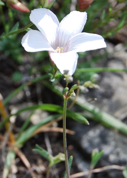 Lin suffrutescent / Linum suffruticosum ssp. appressum
