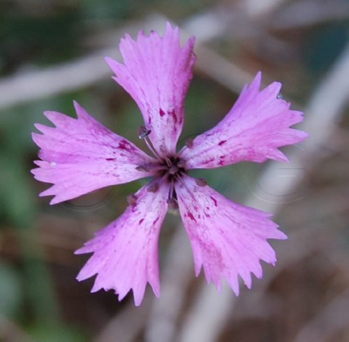 Carthusian Pink / Dianthus carthusianorum