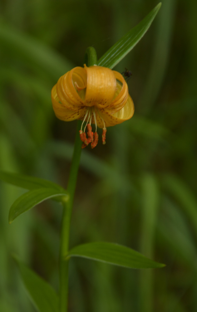 Carniola Lily / Lilium carniolocum