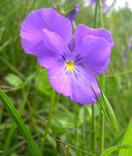 Langsporniges Stiefmütterchen / Viola calcerata