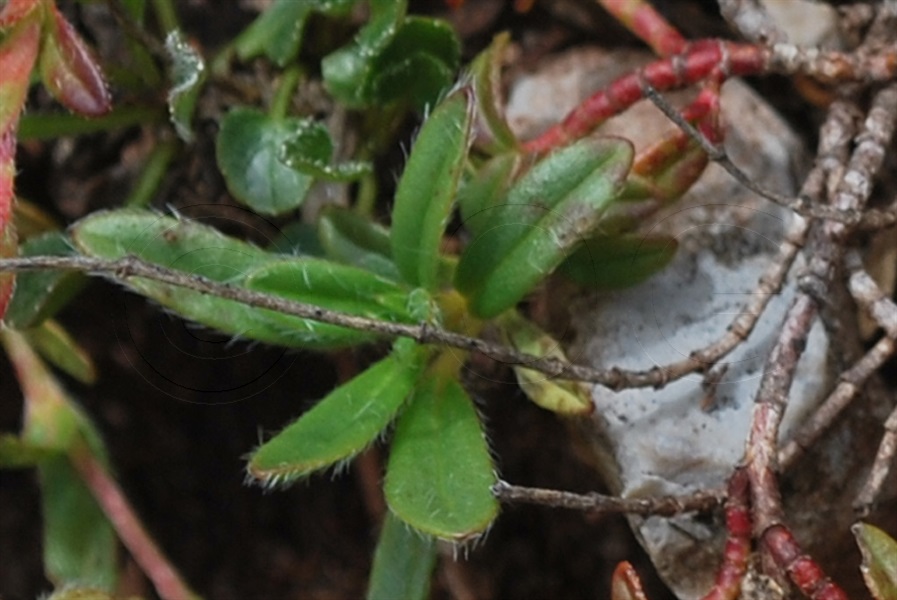 Eliantemo oscuro / Helianthemum nummularium ssp. obscurum