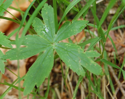  / Ranunculus platanifolius