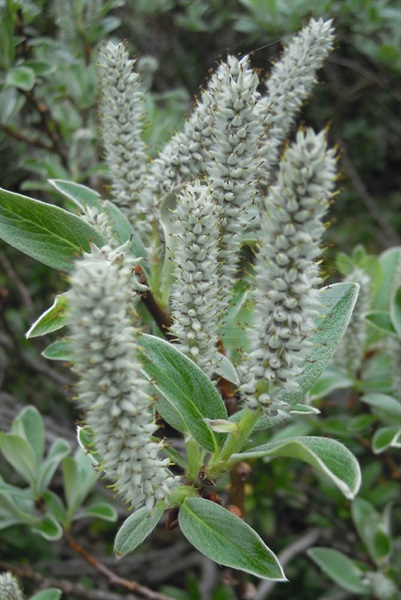 Saule glauque / Salix glaucosericea