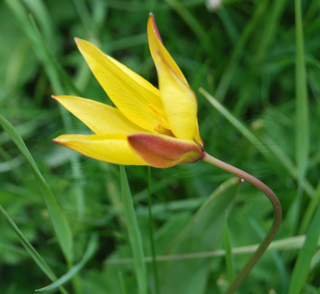 Tulipano montano / Tulipe sylvestris ssp. australis