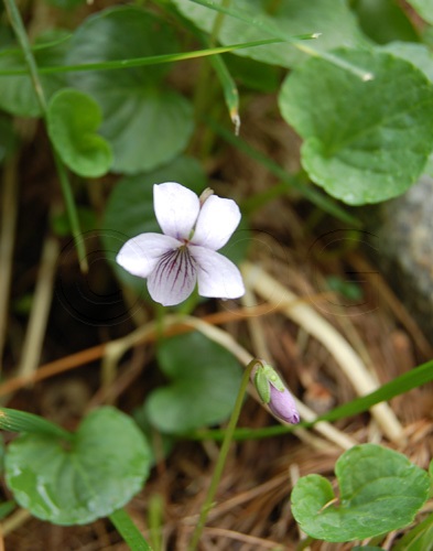 Marsh Violet / Viola palustris