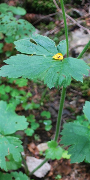 Woolly-leaves Crowfoot / Ranunculus lanuginosus
