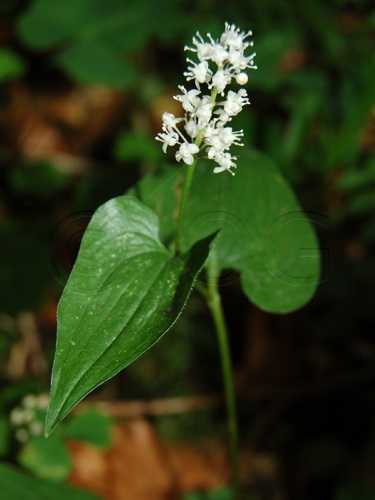 May-lily, Twin leaved Lily of the Valley / Maianthemum bifolium
